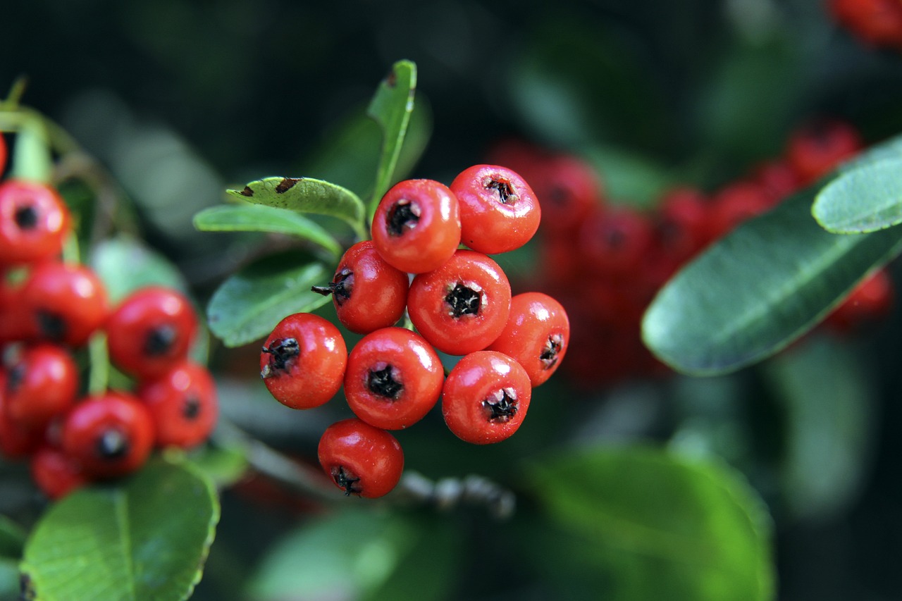 年轻球员崭露头角,黄蜂队鲍尔赛季报销.